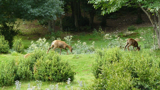 Lacuniacha: Parque Natural en Huesca