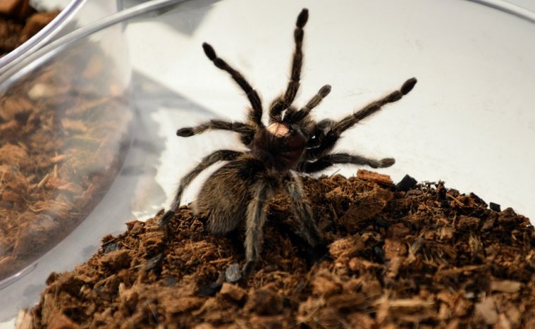 Exposición de ciencias naturales en el Museo Casa de la Ciencia en Sevilla