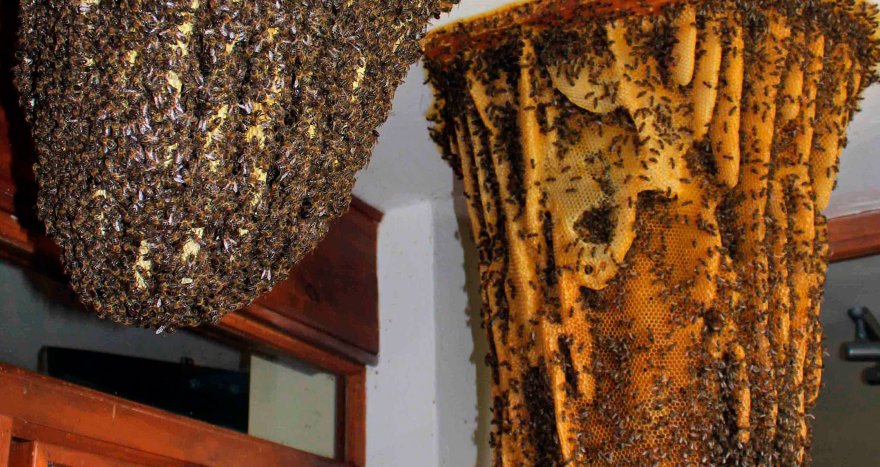 Museo de las Abejas en Ávila